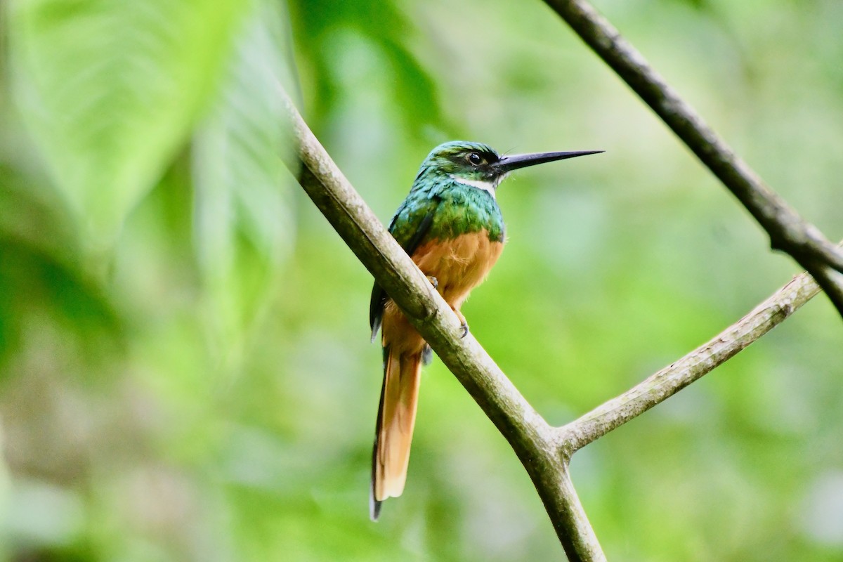 Jacamar à queue rousse - ML623620213