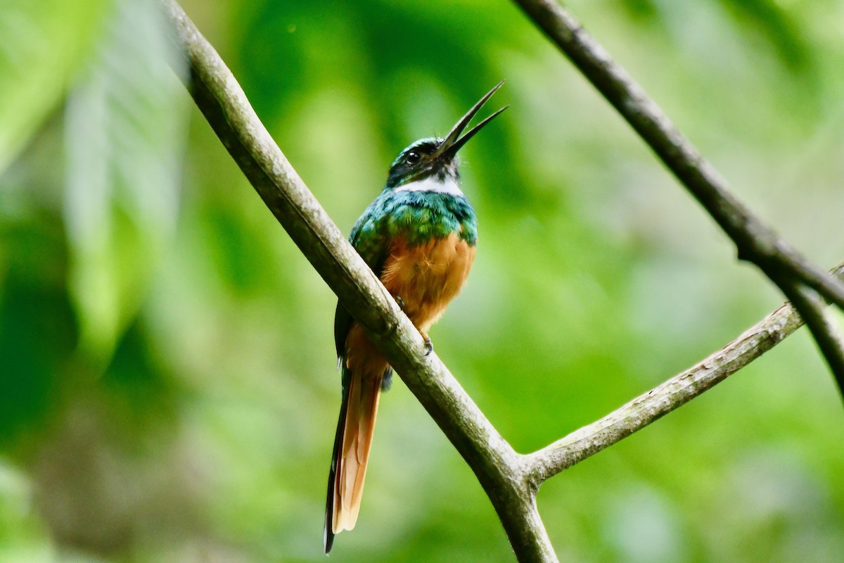 Jacamar à queue rousse - ML623620241