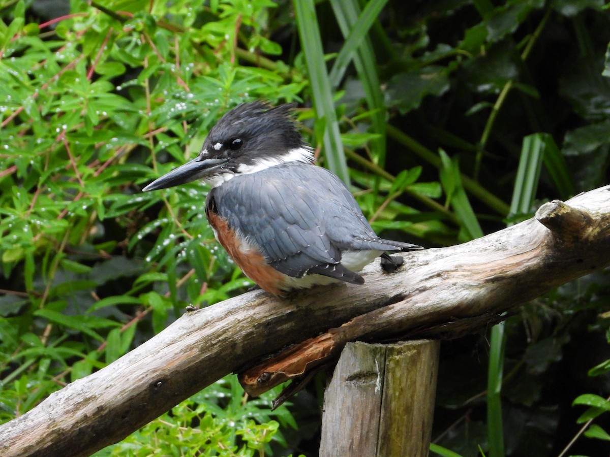 Belted Kingfisher - ML623620245