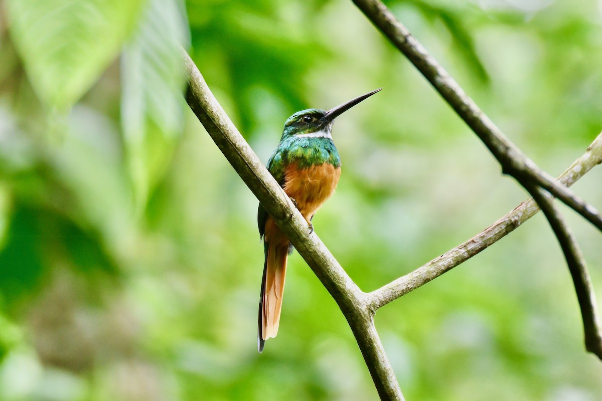 Jacamar à queue rousse - ML623620256