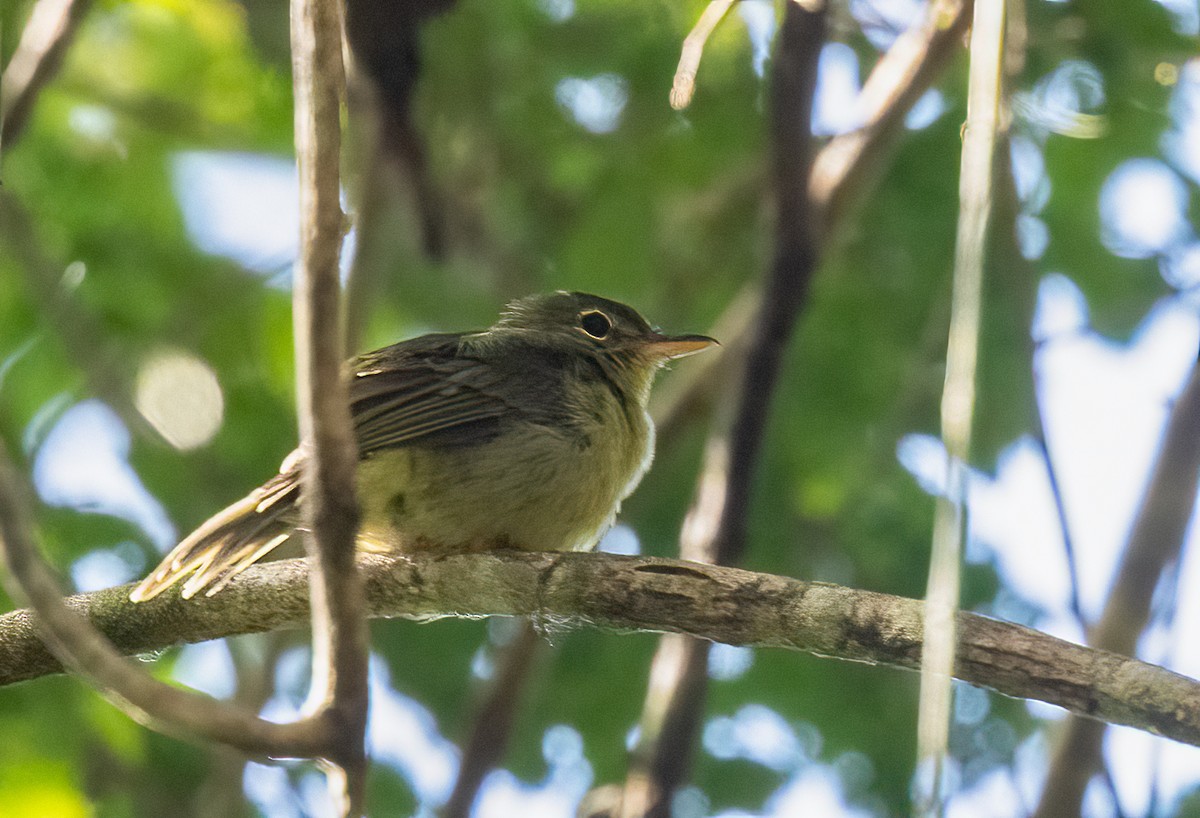 Olive Flyrobin - ML623620276