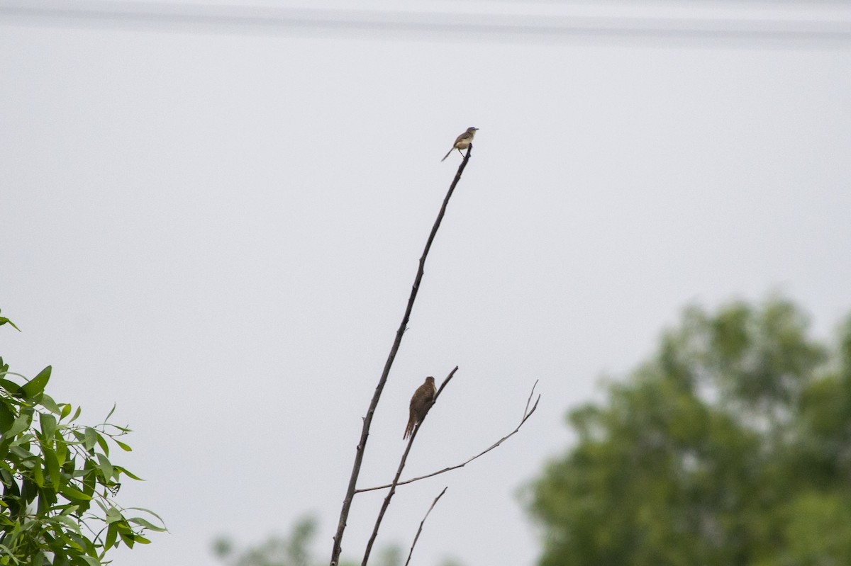 Plaintive Cuckoo - ML623620307