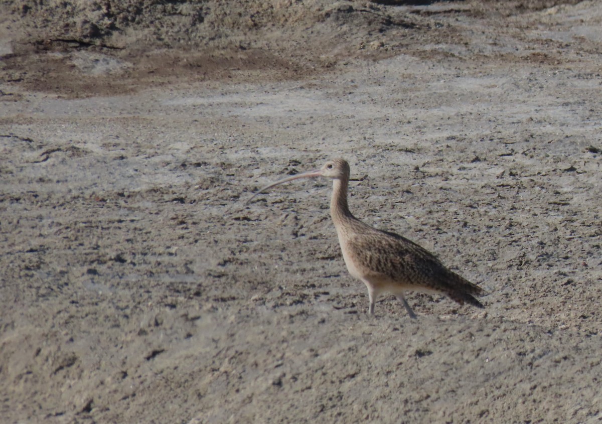 Long-billed Curlew - ML623620356