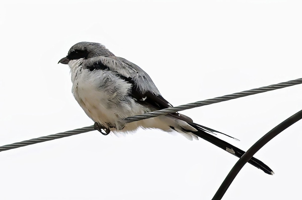 Giant Shrike - ML623620375