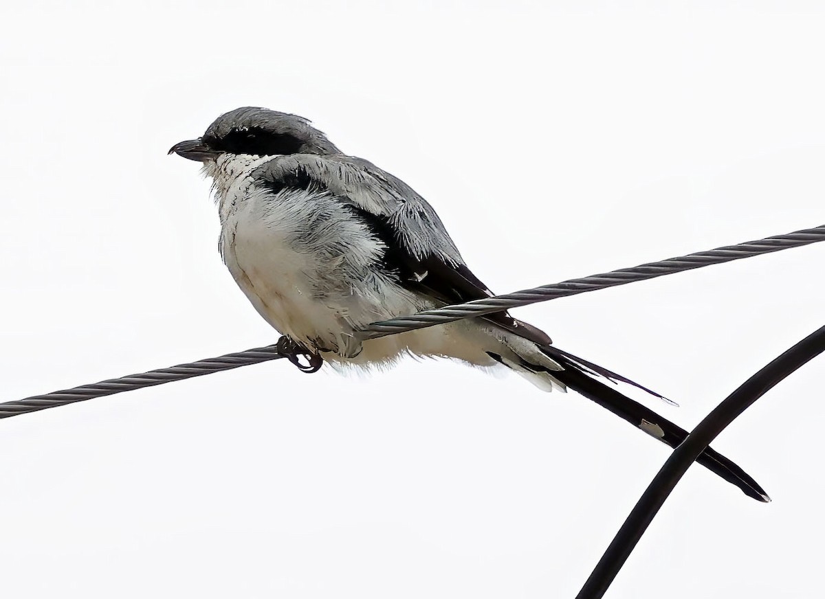 Giant Shrike - ML623620378