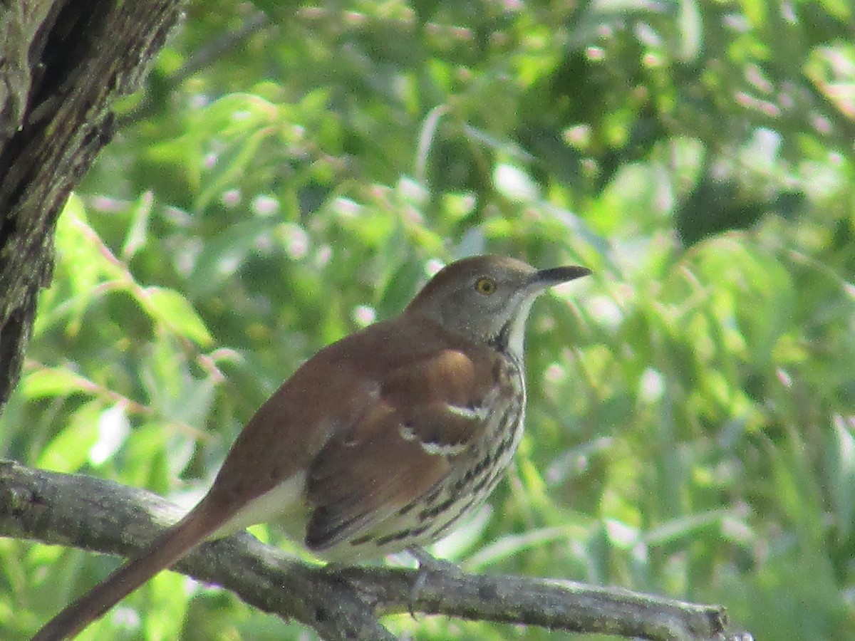 Brown Thrasher - Felice  Lyons