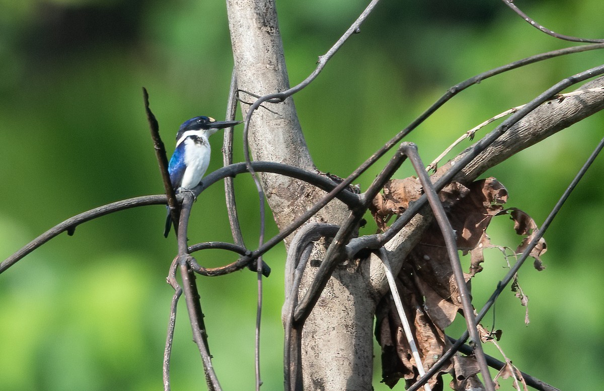 Blue-and-white Kingfisher - ML623620421