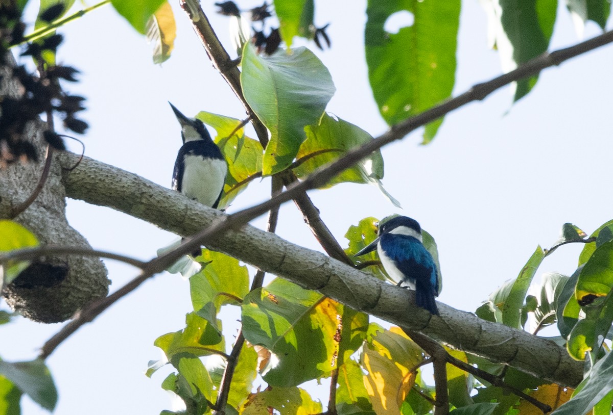 Blue-and-white Kingfisher - ML623620422