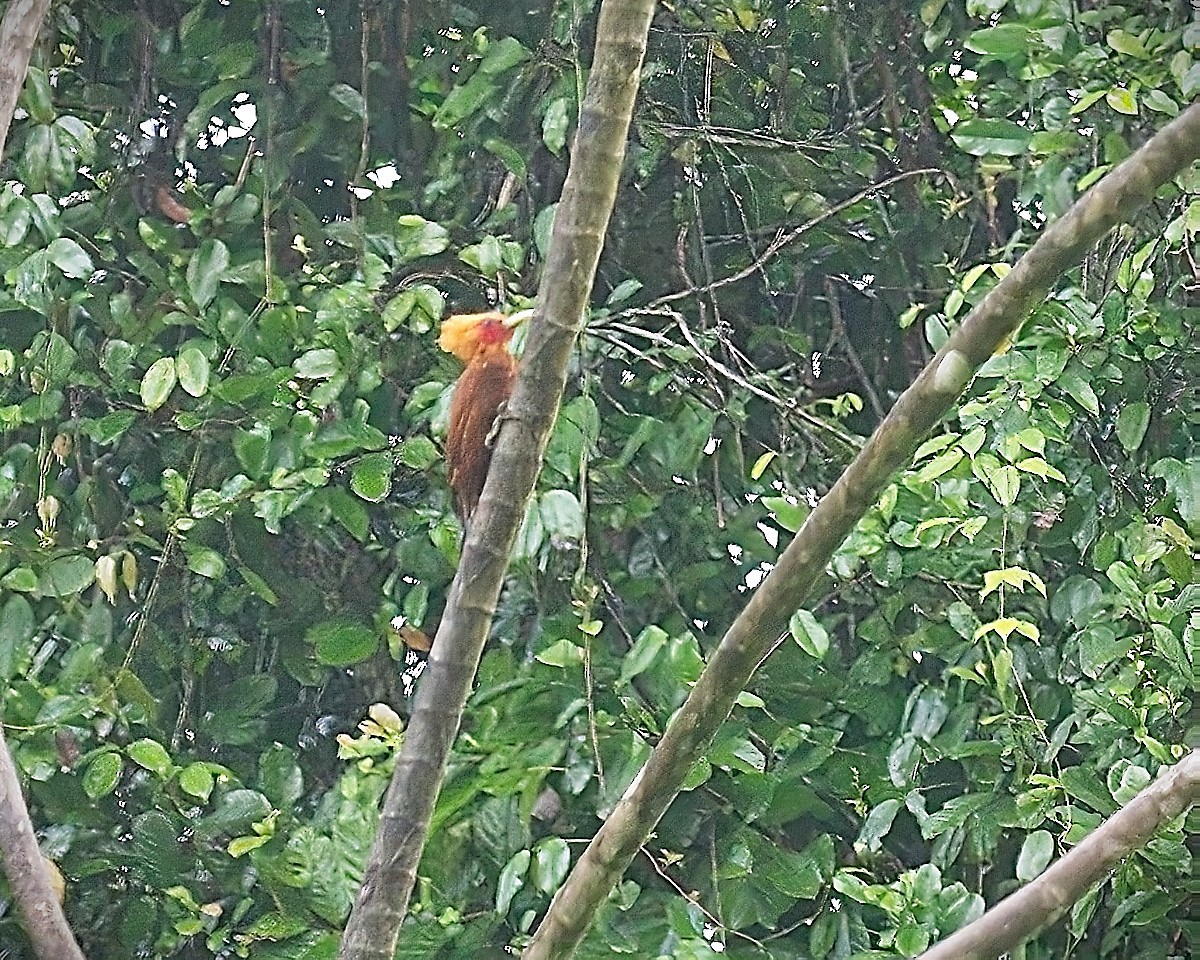 Chestnut-colored Woodpecker - ML623620474