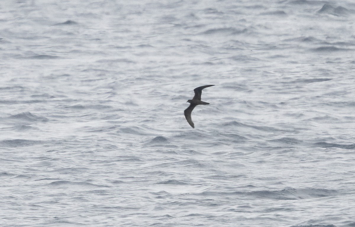 Bulwer's Petrel - ML623620488