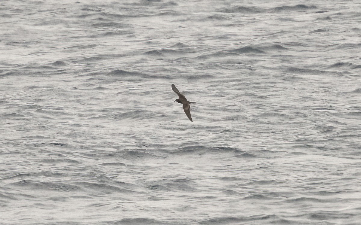 Bulwer's Petrel - ML623620489