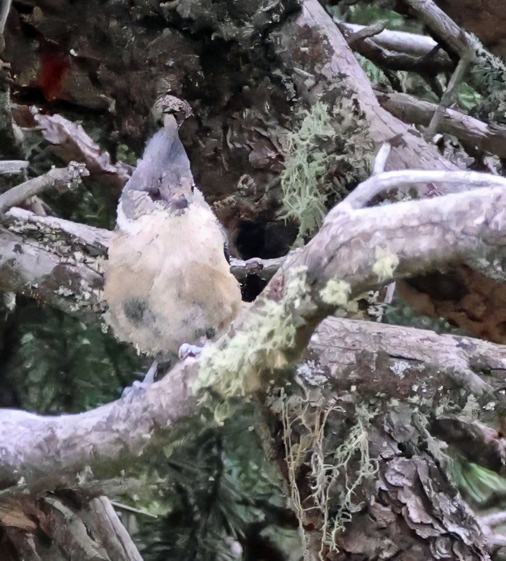 Gray-crested Tit - ML623620491