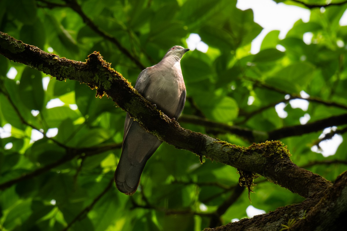 Dusky Pigeon - ML623620497