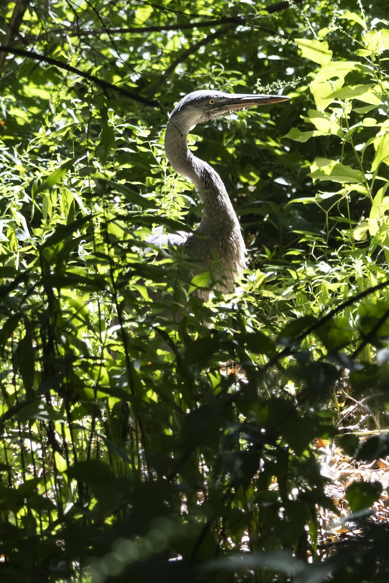 Great Blue Heron - ML623620584