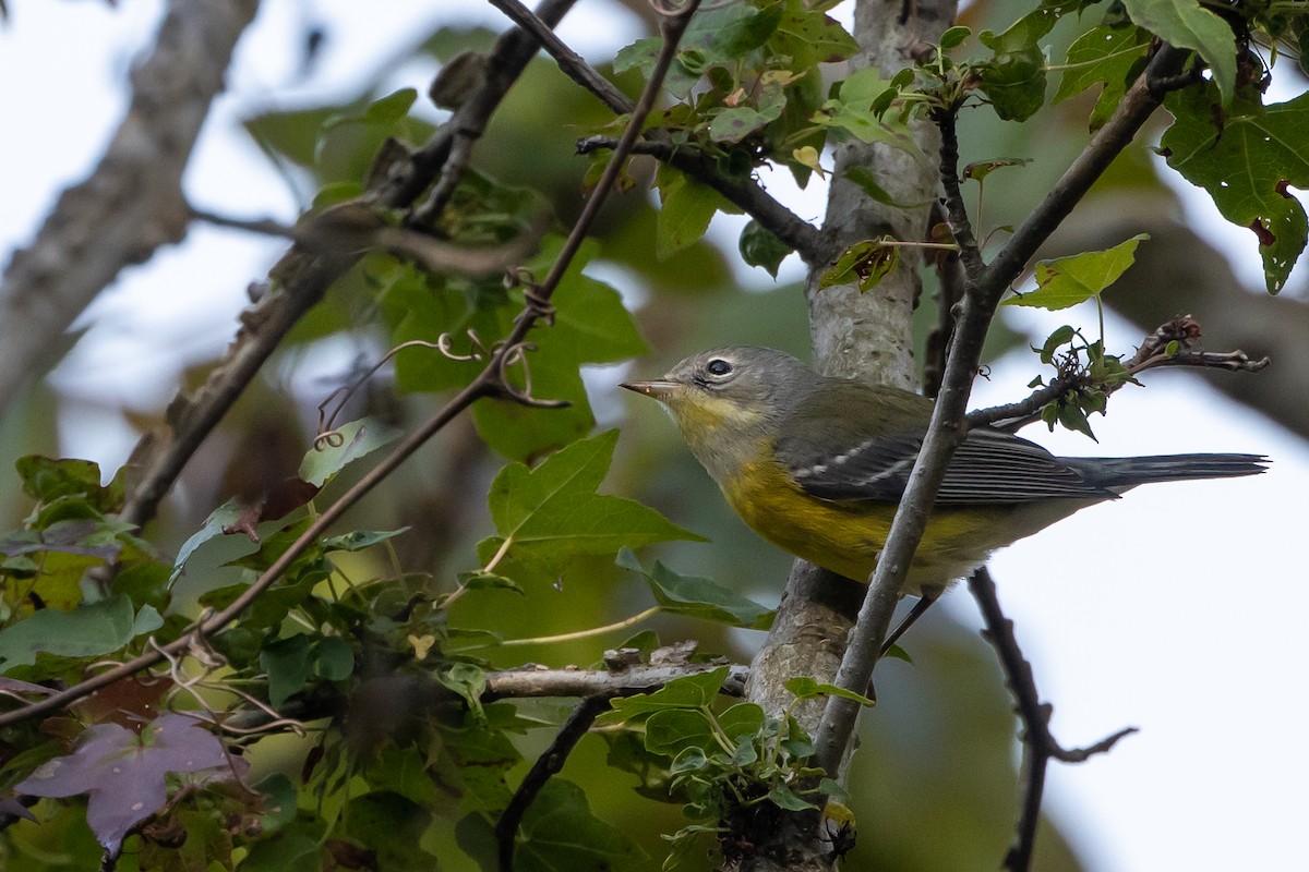 Magnolia Warbler - ML623620651