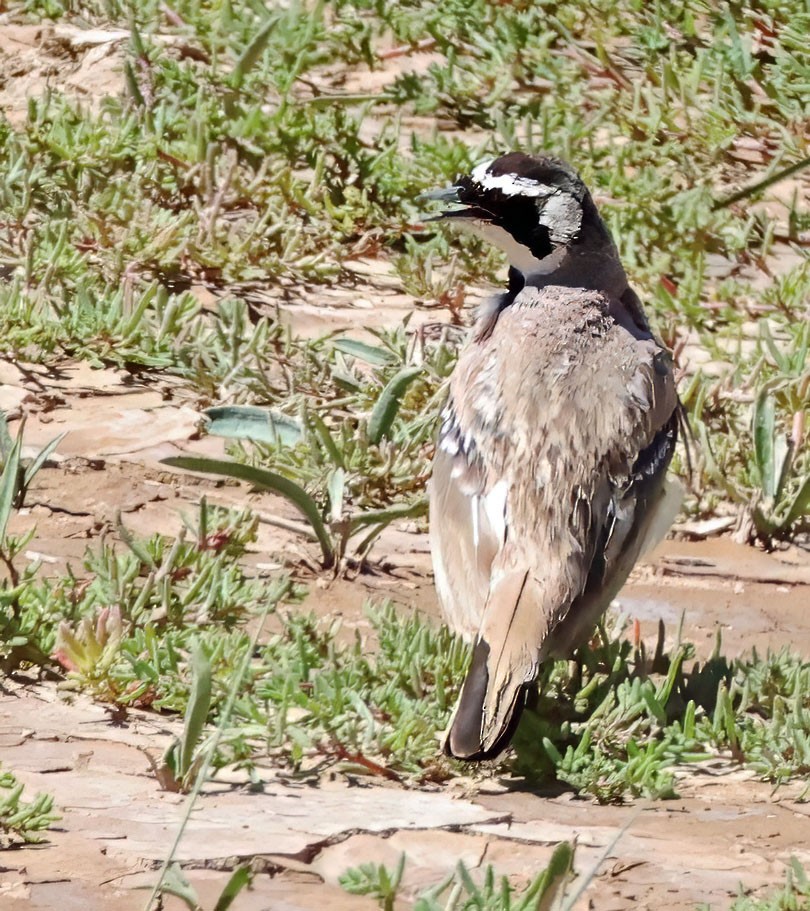 Horned Lark (Tibetan) - ML623620668