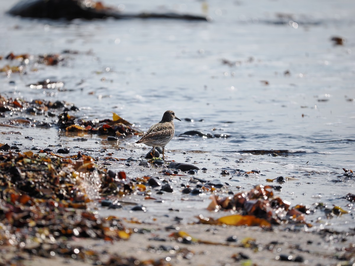 Meerstrandläufer - ML623620683