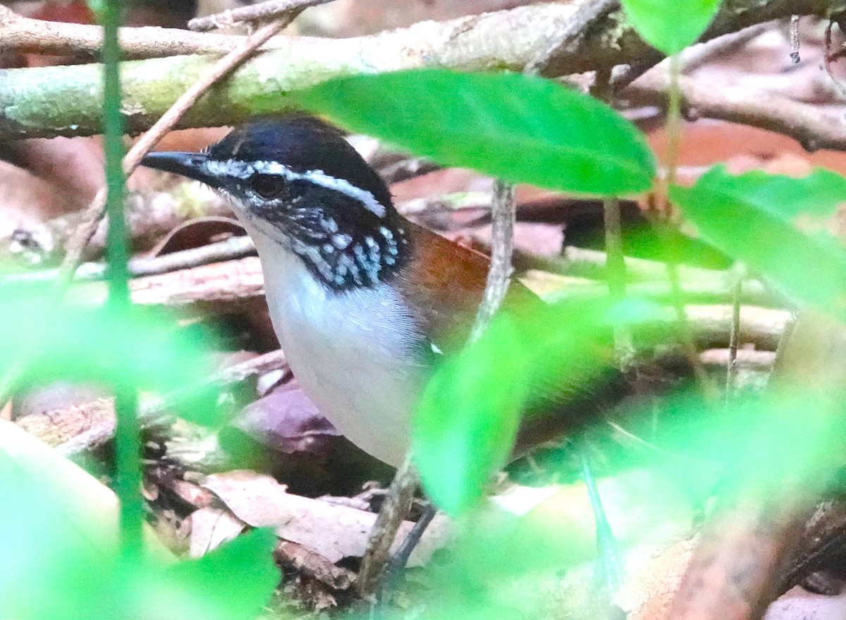 White-breasted Wood-Wren - ML623620695