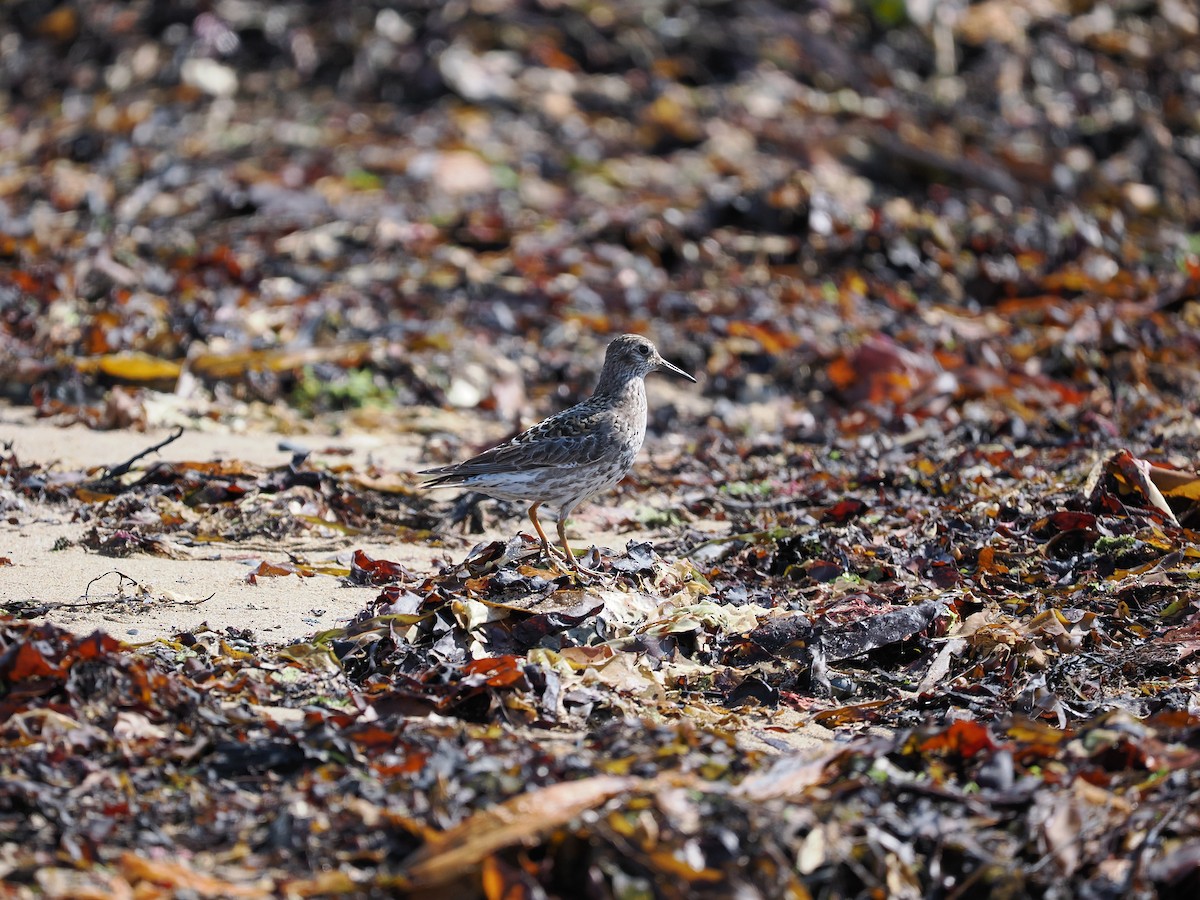 Meerstrandläufer - ML623620700