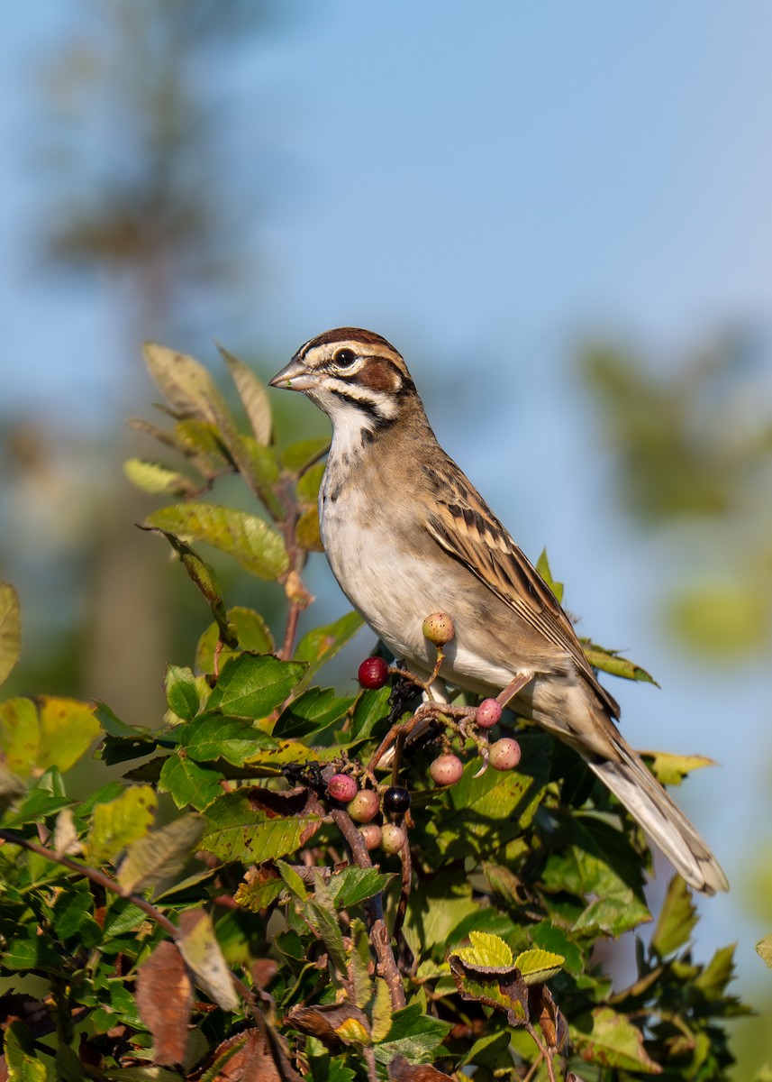 Lark Sparrow - Mason Turpin