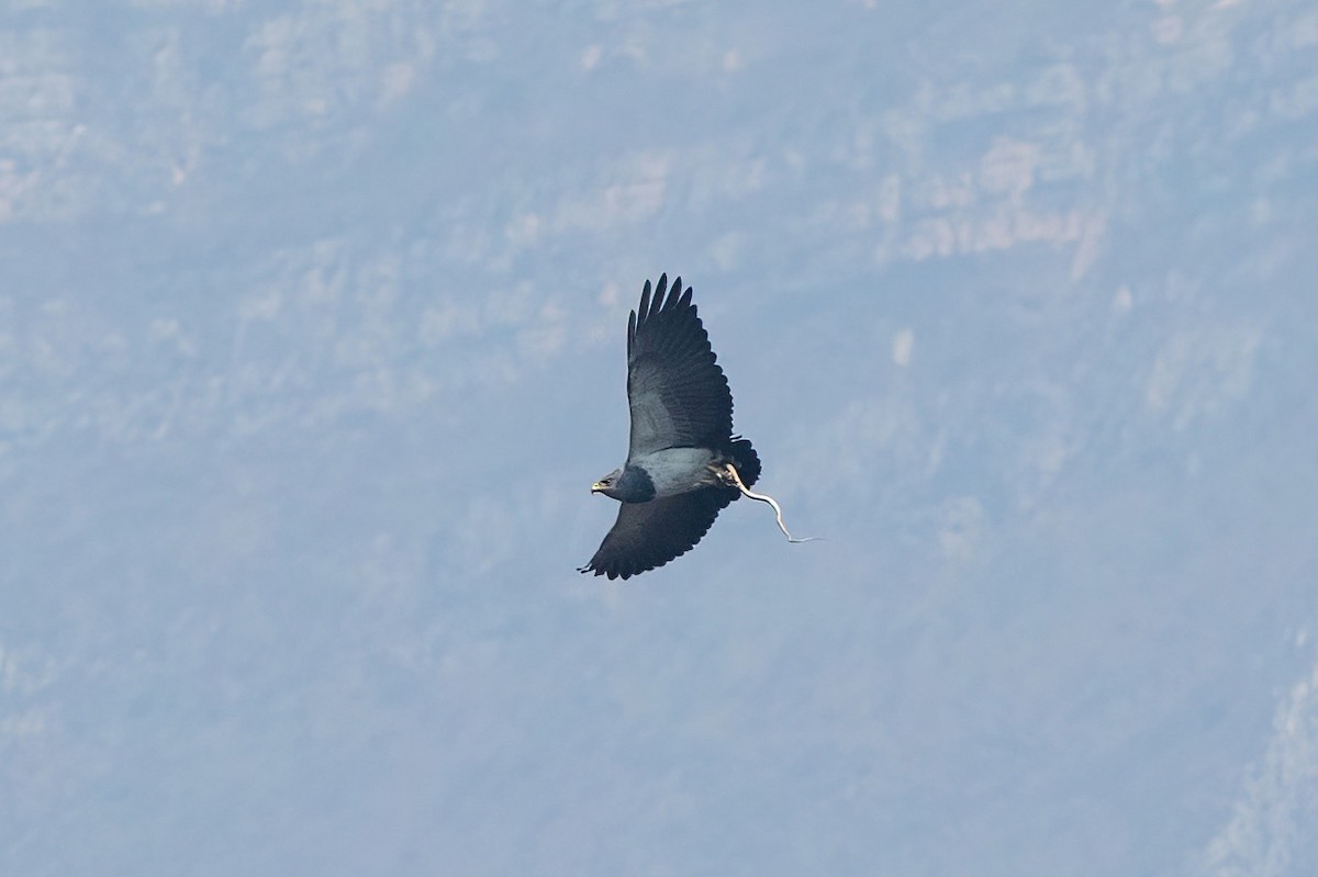 Black-chested Buzzard-Eagle - ML623620879