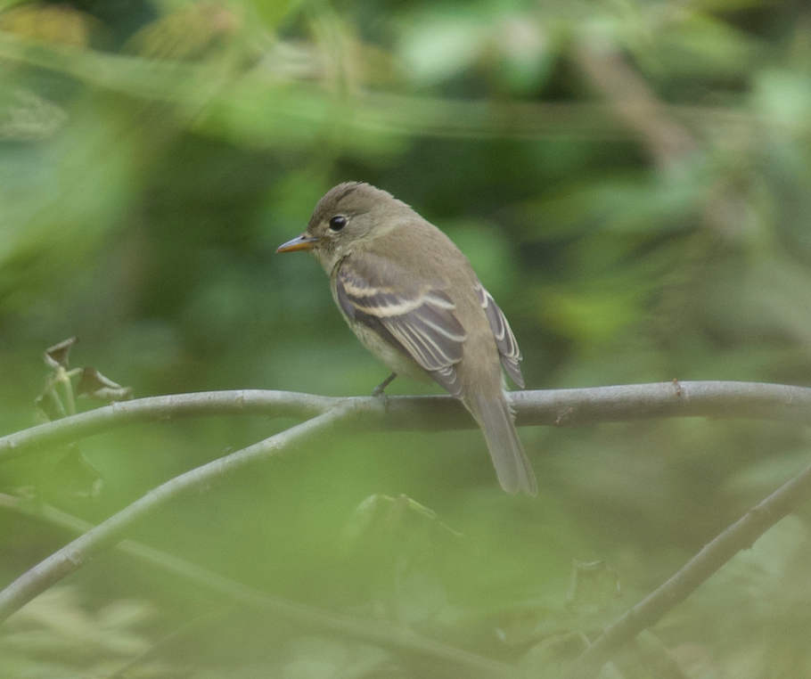 Willow Flycatcher - Jack Hayden