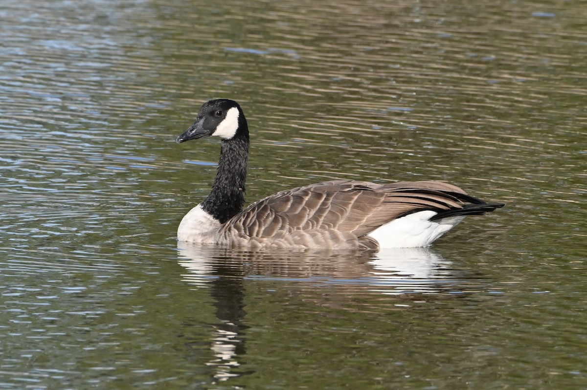 Canada Goose - ML623620897