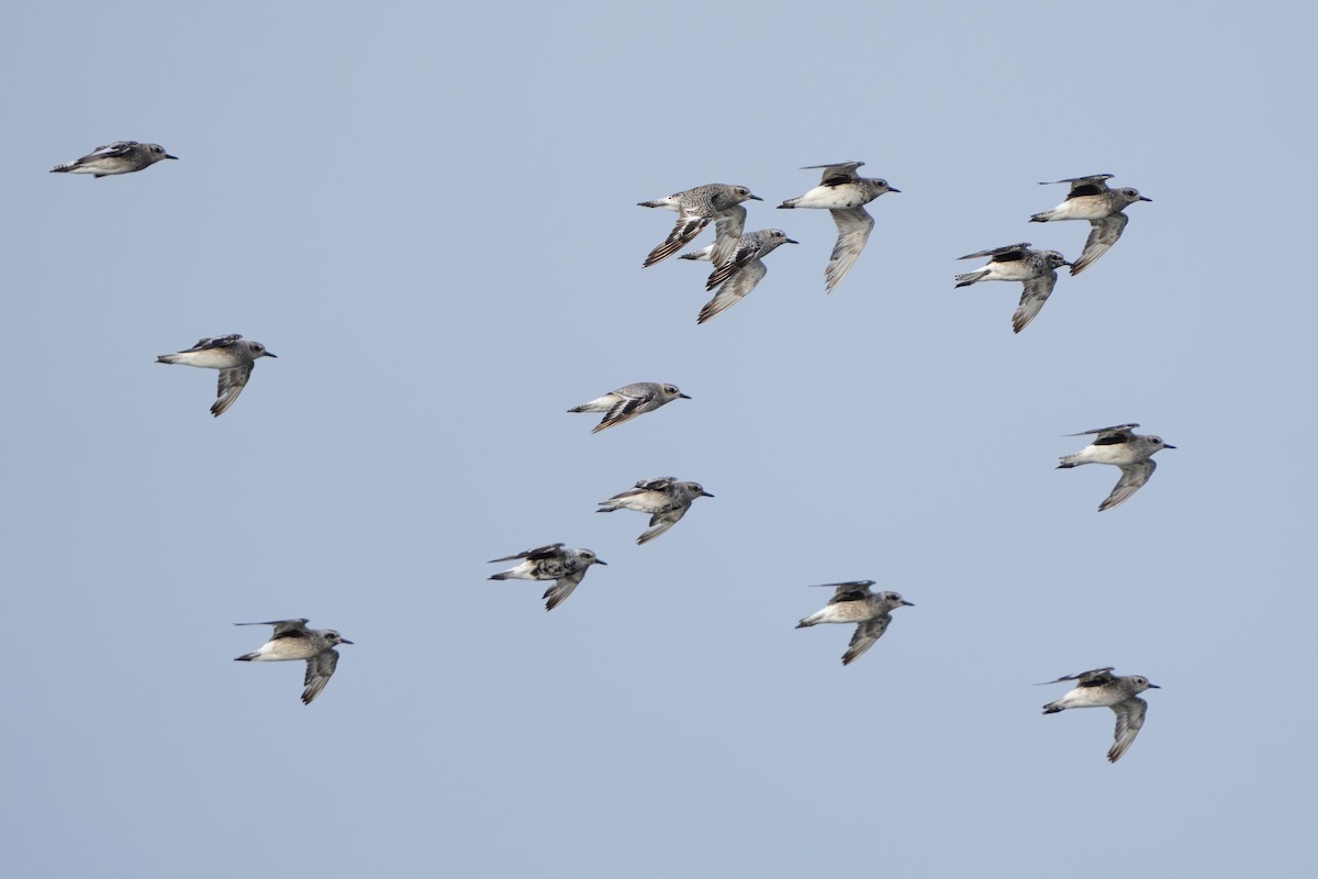 Black-bellied Plover - ML623621015