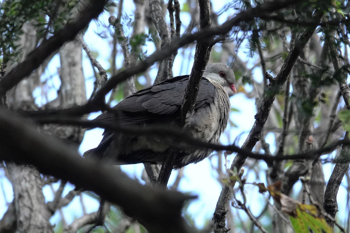 White-headed Pigeon - ML623621018