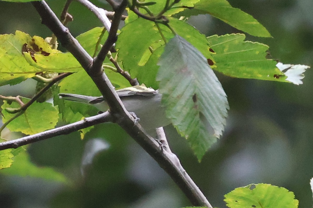 Chestnut-sided Warbler - ML623621039