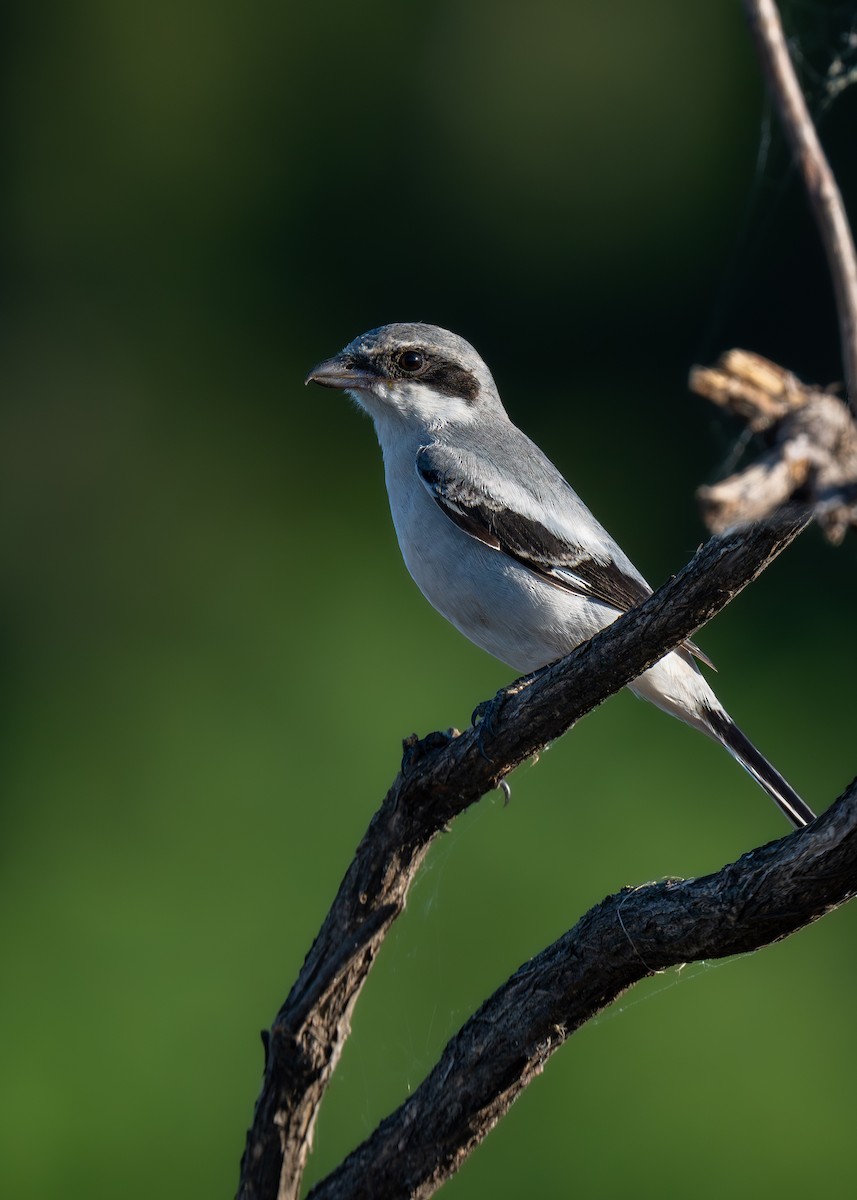 Loggerhead Shrike - ML623621064