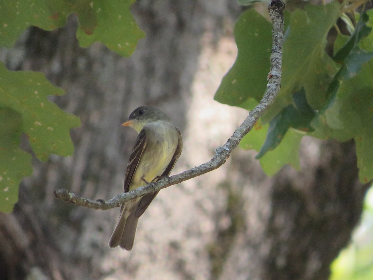 Eastern Wood-Pewee - ML623621096