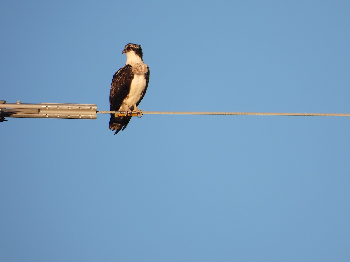 Osprey - ML623621102
