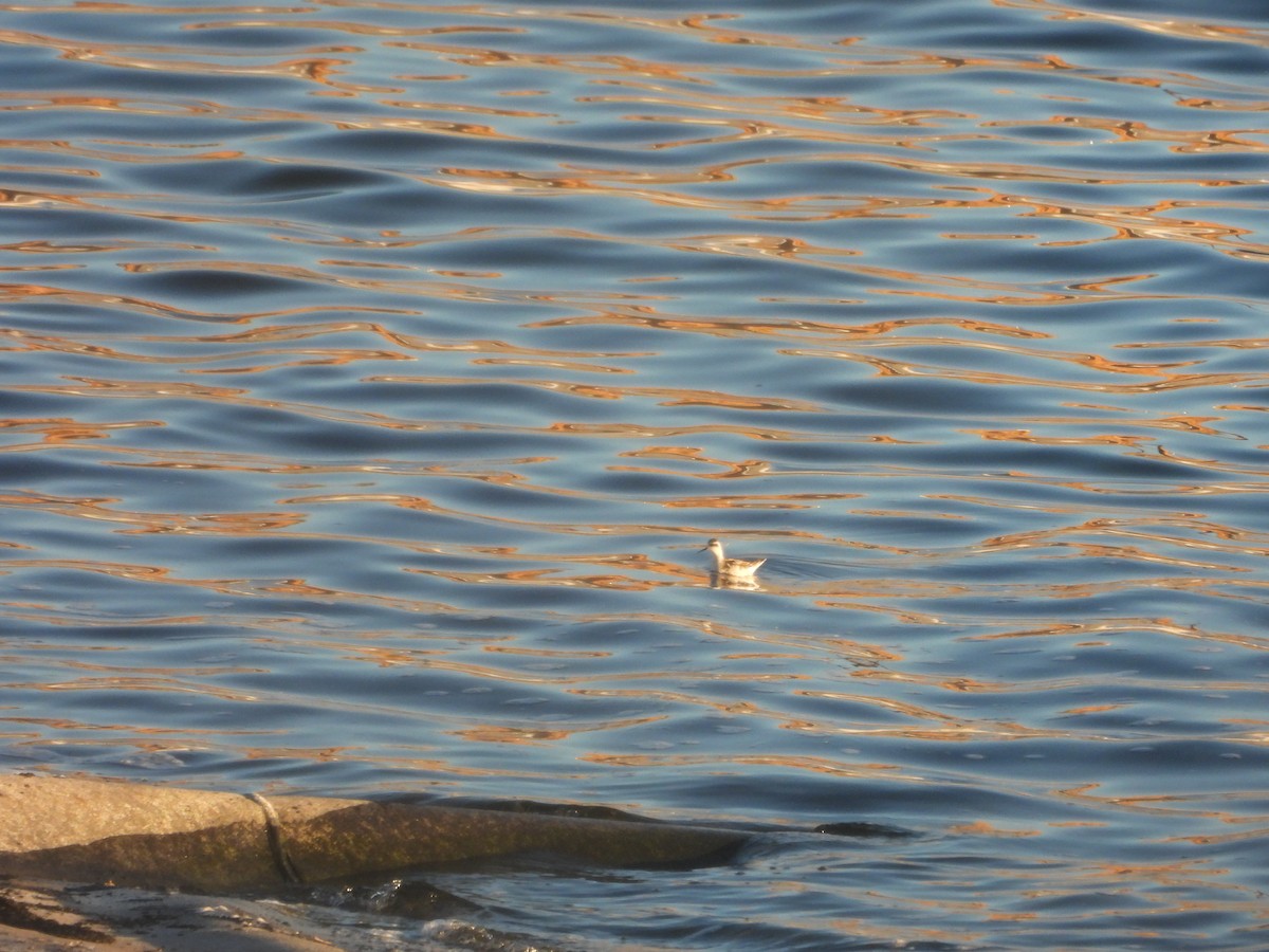 Red-necked Phalarope - ML623621114