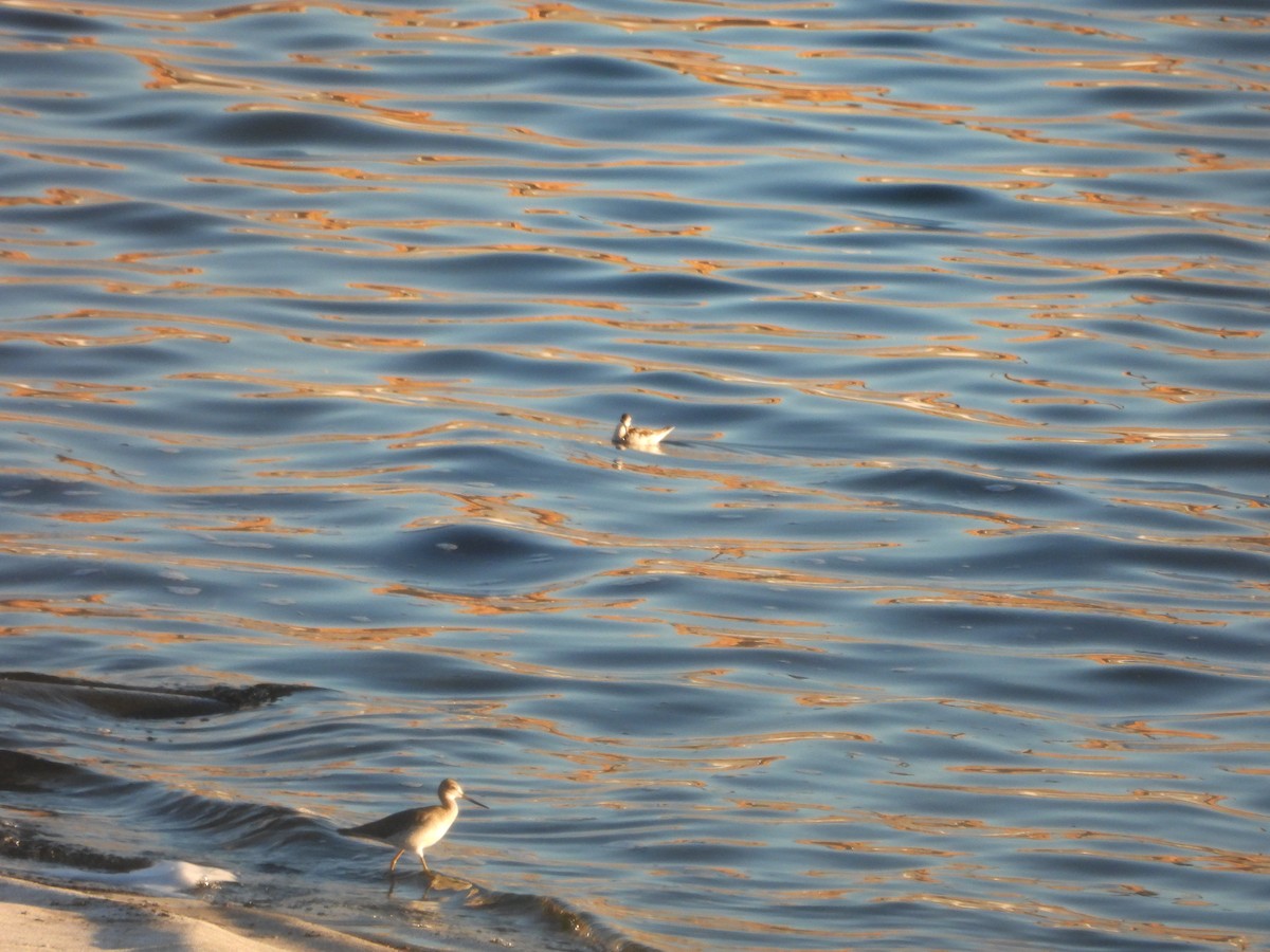 Greater Yellowlegs - ML623621117