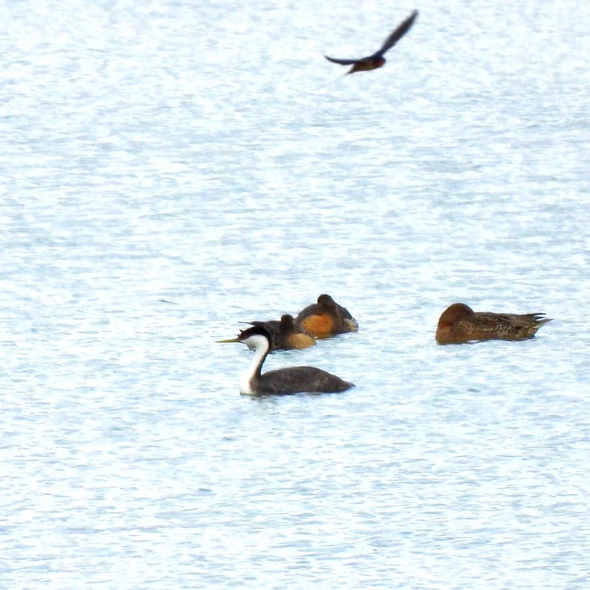 Western Grebe - ML623621153