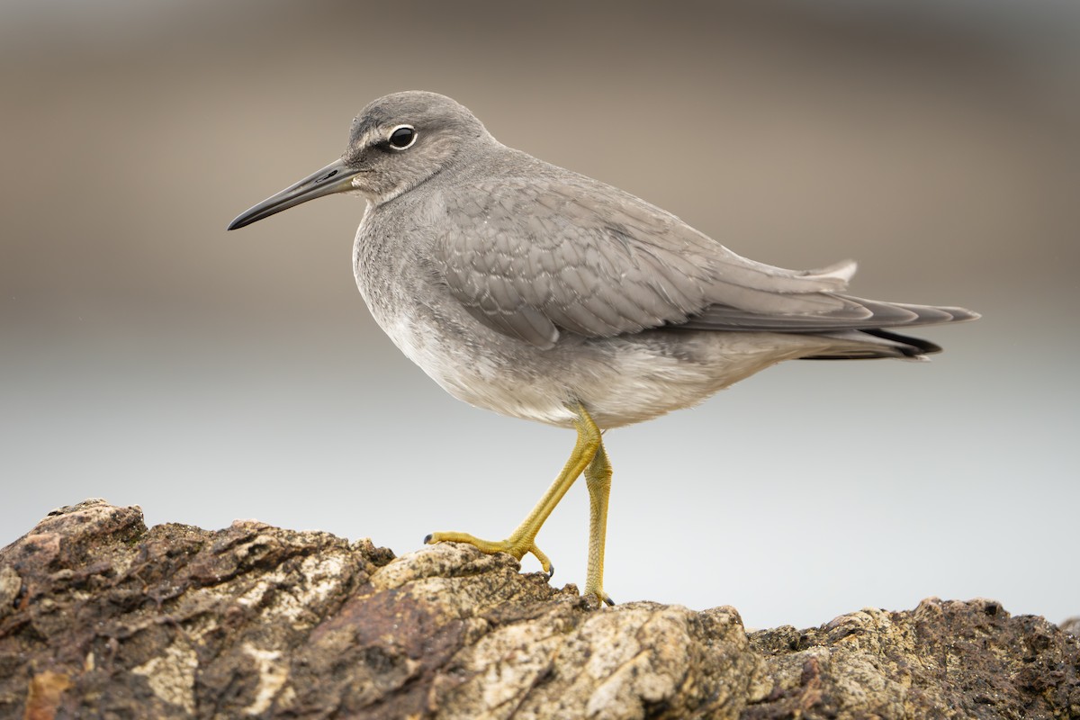 Wandering Tattler - Darren Clark