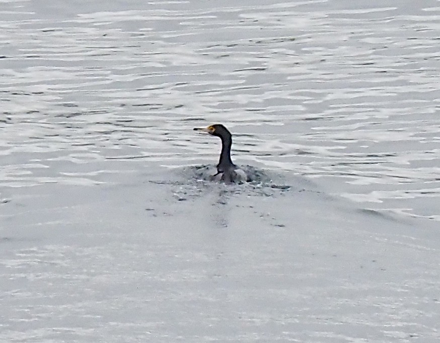 Pelagic Cormorant - ML623621189