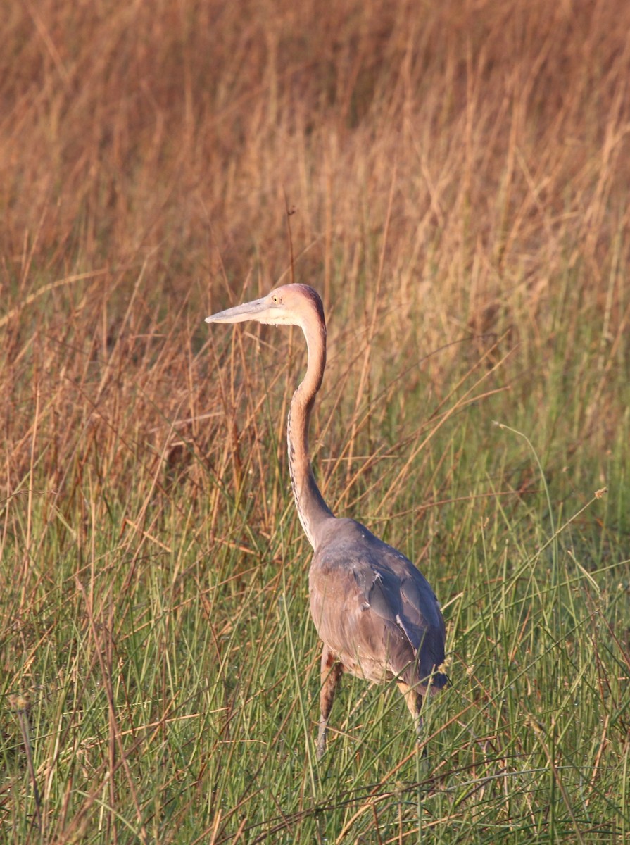 Goliath Heron - ML623621264