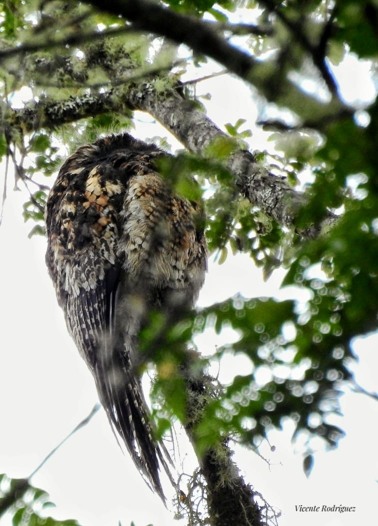 Andean Potoo - ML623621300