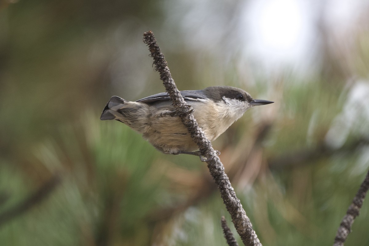 Pygmy Nuthatch - ML623621356