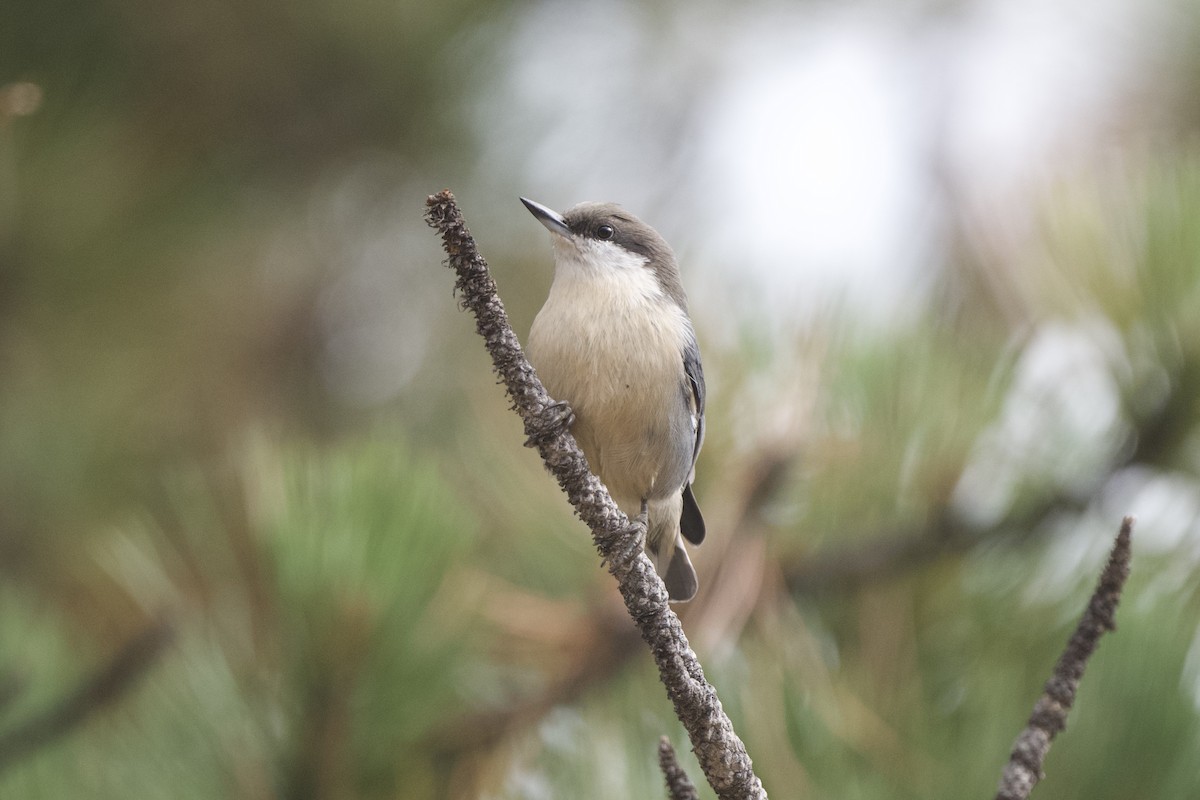 Pygmy Nuthatch - ML623621357