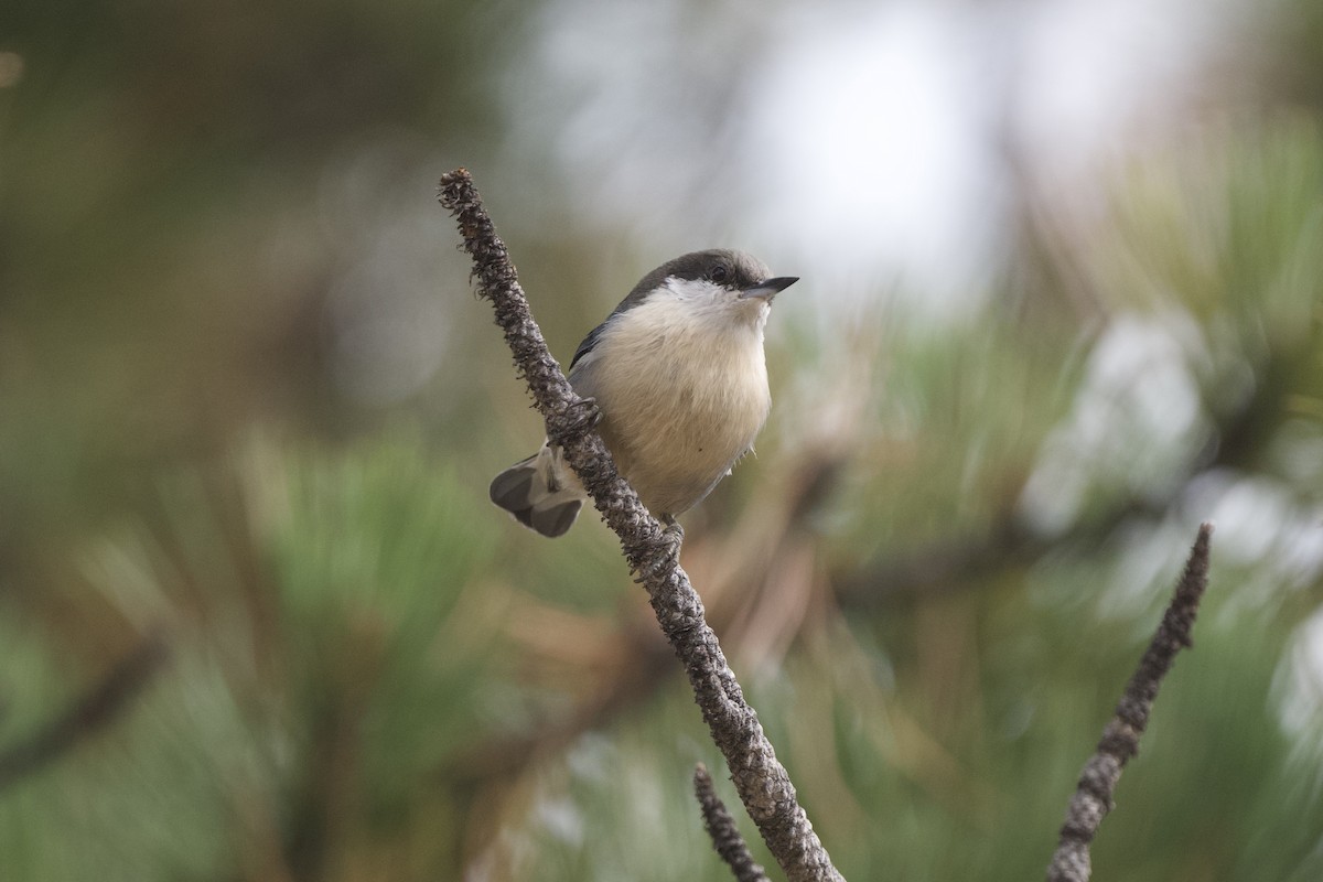 Pygmy Nuthatch - ML623621358