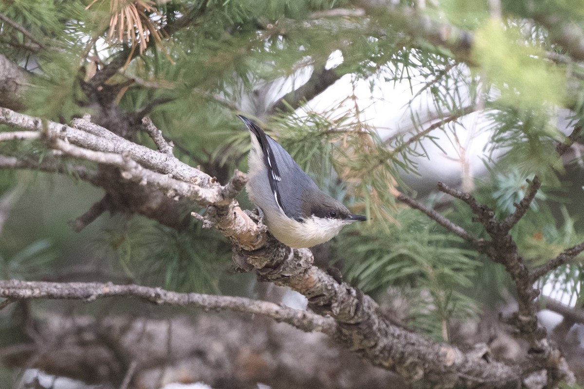 Pygmy Nuthatch - ML623621359