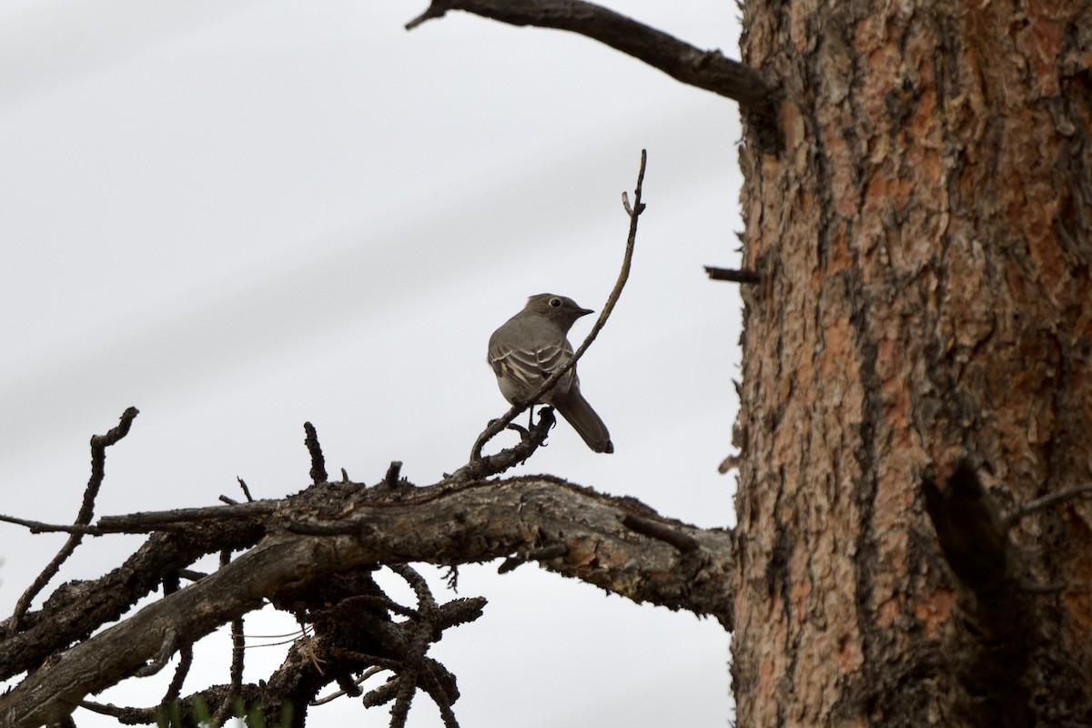 Townsend's Solitaire - ML623621371