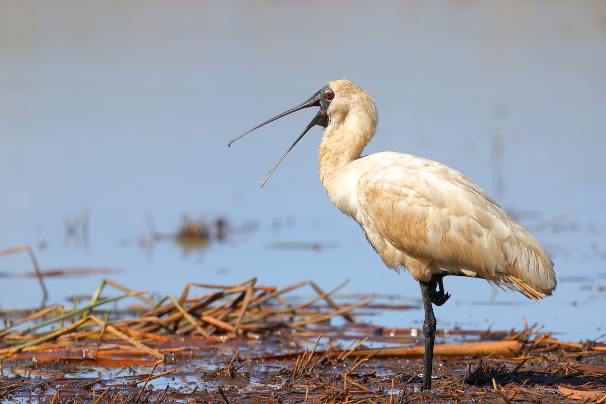 Royal Spoonbill - ML623621415