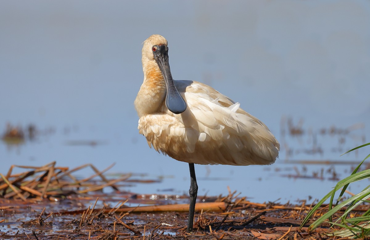 Royal Spoonbill - ML623621416