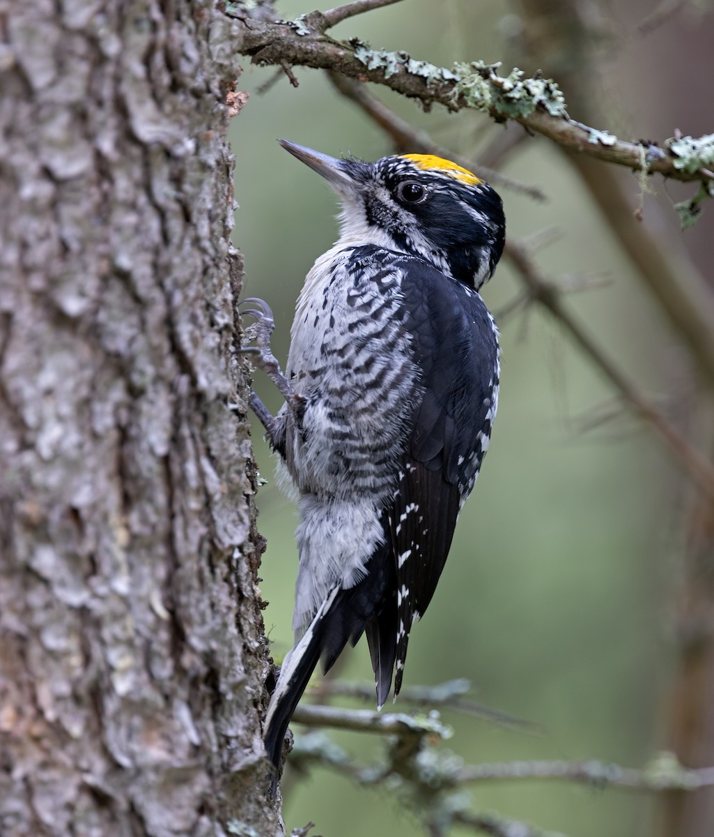 American Three-toed Woodpecker - ML623621422