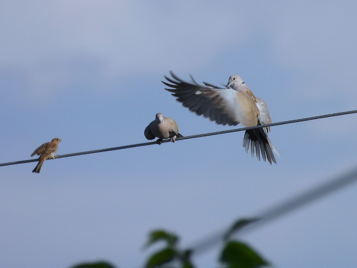 Eurasian Collared-Dove - ML623621430