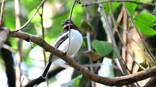 Brown-throated Wattle-eye - ML623621451